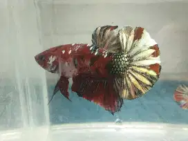 Ikan cupang nemo cooper