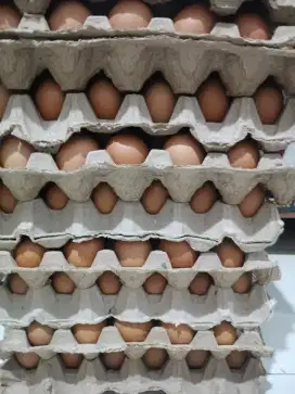 Telur ayam murah