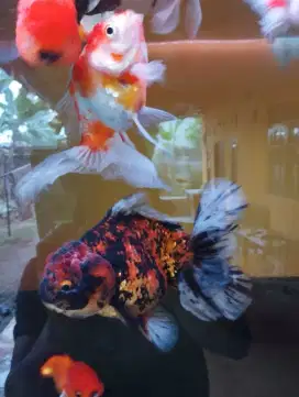Ikan koki tiger