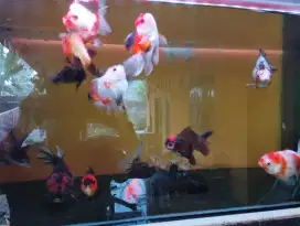 Ikan koki  oranda 3 colour