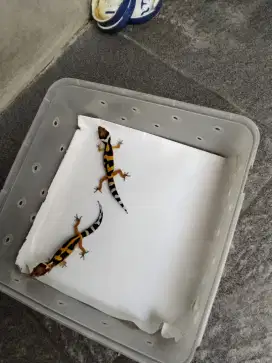 Gecko usia 1 bulan lebih