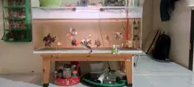Di jual Aquarium & ikan&filter