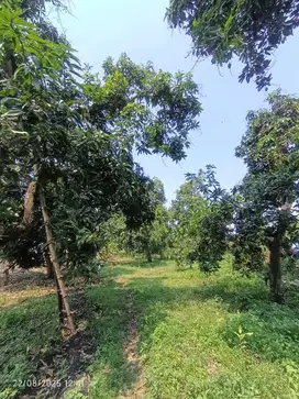 Jual Tanah Kebun Mangga Luas 1817 m2 di Bangil Pasuruan,dekat wisata