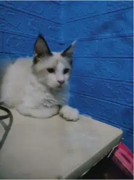 Kucing reqdol jantan