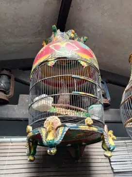 Burung Uncal Loreng bukan perkutut bukan tekukur
