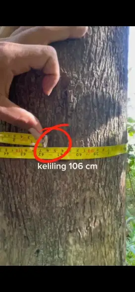 Kayu Jati Super