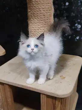 Kucing Kitten Ragdoll Seal Bicolor Betina NON PED