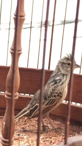 Burung branjangan