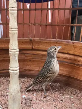 Burung branjangan