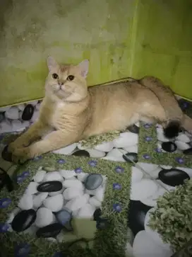Kucing British golden jantan usia 1,5 tahun
