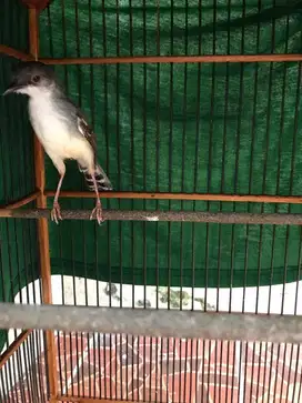 Burung ciblek kristal