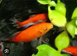 Ikan komet warna oren