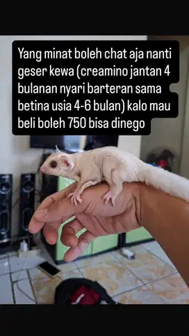 Sugar glider Creamino