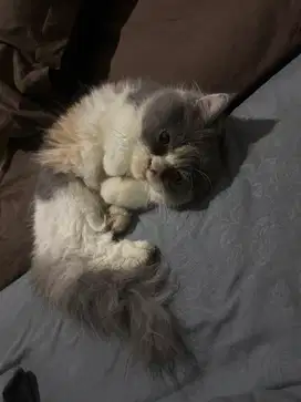 Persia anakan dr peaknose+Maincoon Mix