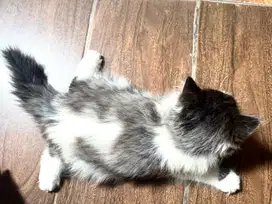 Kitten persia long hair