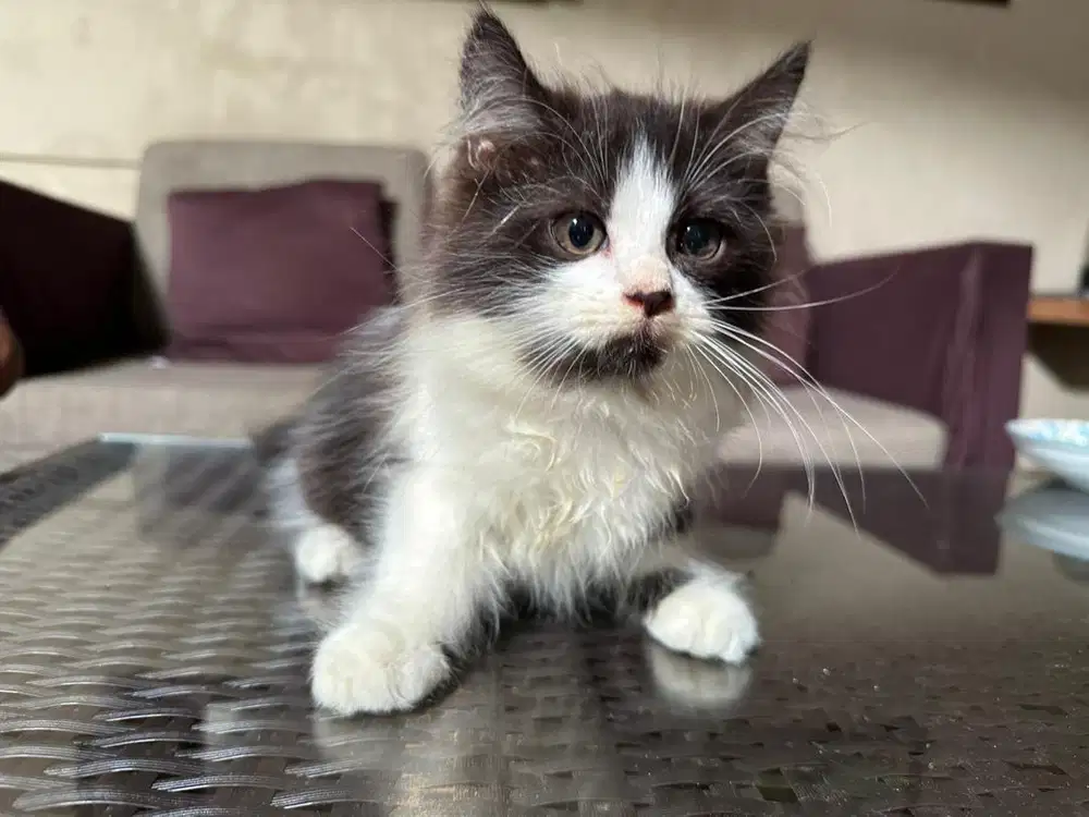 Kitten persia long hair