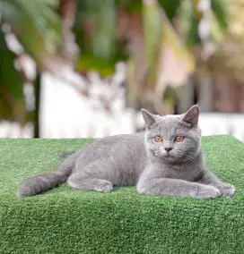 British Shorthair Kitten