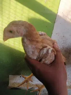 Ayam hias ekor lidi