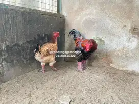 Ayam kalkun bourbon red 5 bulan