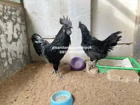 Ayam cemani sepasang