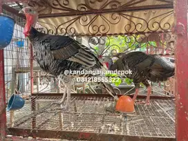 Ayam kalkun sepasang