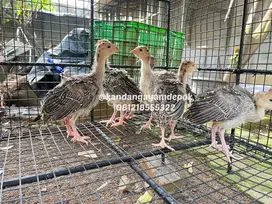 Ayam kalkun 1,5 bulan