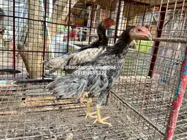 Ayam bangkok kelabu sepasang