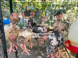 Ayam Dong Tao umur 2-3 bulan