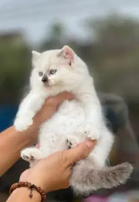 KITEN HIMALAYA UMUR 2 BLN PUTIH JUAL MURAH 2 EKOR 800rb