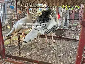 Ayam kalkun royal palm sepasang