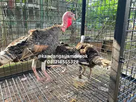 Ayam kalkun sepaket 3 ekor
