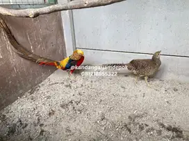 Aym Golden Pheasant sepaaang dewasa