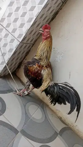Ayam bangkok kaisar sisik SIMBAR