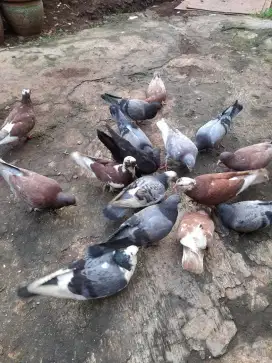 Jual burung merpati