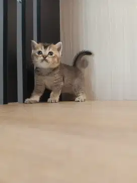 Bsh black golden betina (1)