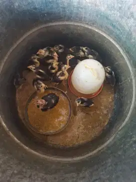 Anak ayam kampung