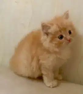 kitten jantan riwuk