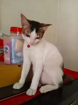 Cari kerja halal
