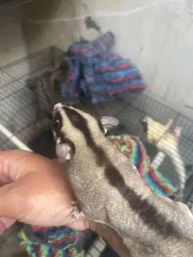 Sugar glider sepasang dewasa