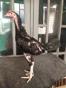 Ayam jenis pama iq