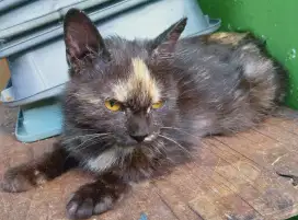 Kitten Persia Medium