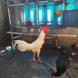 Ayam betina hitam usia 5 bulan
