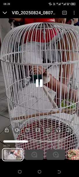 Burung lovebird fullset gacor
