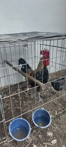 Ayam Ketawa usia 10 Bulan