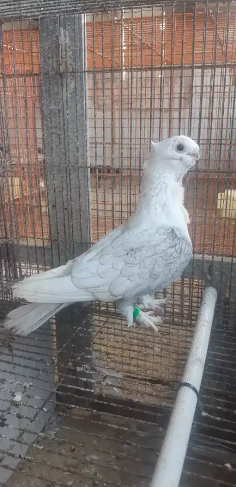 Merpati Hias Santinatelace