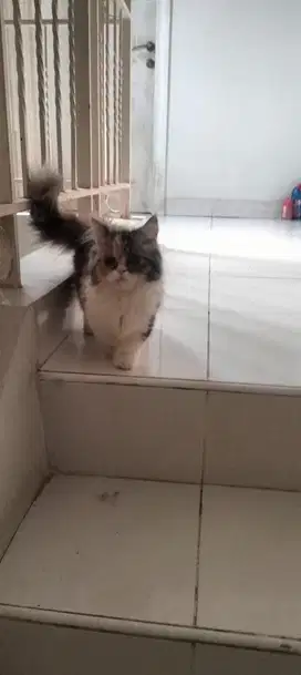 Kucing muchkin betina 5 bulan