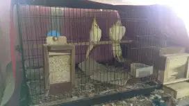 Kandang burung kucing ayam kelinci 60x40