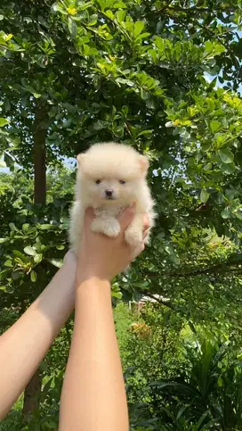 Minipom Sable (male) & Cream (Female, Male)