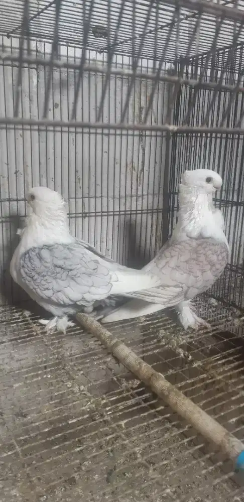 Merpati Hias Santinate