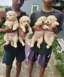 POPuppy Golden Retriever Male Female ( Masih Bisa Request Nama )